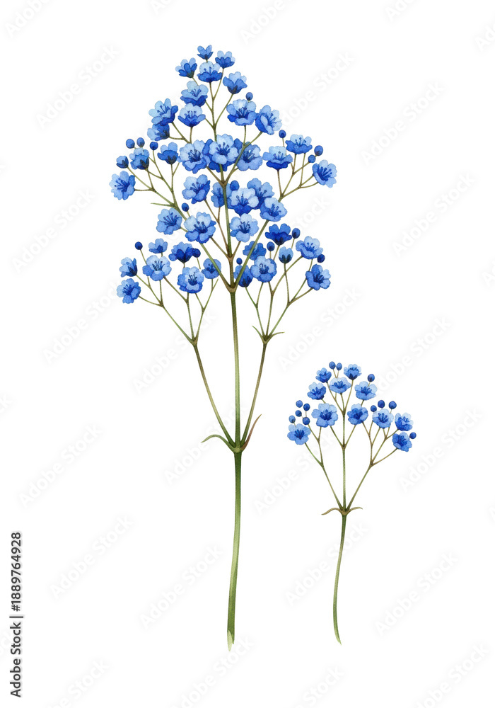 Obraz premium Delicate watercolor illustration of gypsophila with vibrant blue and indigo blossoms and slender stems, isolated on transparent background, capturing serene botanical beauty