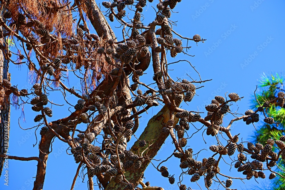 Fototapeta premium Dry pine branches with a large number of cones