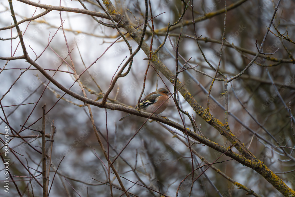 Obraz premium Common chaffinch perched on leafless branches in winter. Natural wildlife scene showing a small songbird resting in a cold, muted forest environment.
