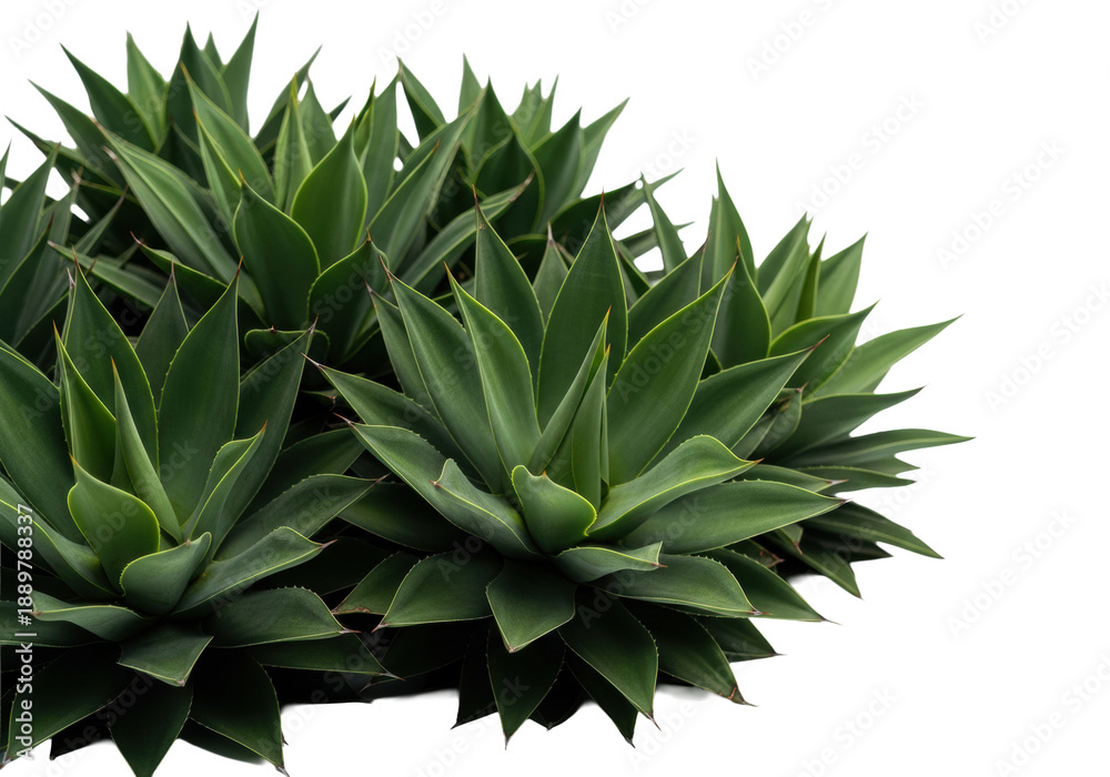 Obraz premium dense cluster of lush, deep green agave succulents with sharp spikes arranged symmetrically in a bright white studio setting with soft light and copy space, conveying organic wellness and natural