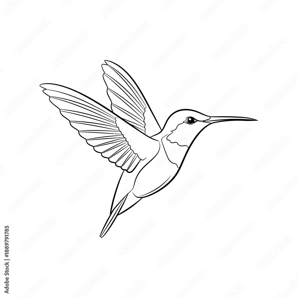 Fototapeta premium A Humming Bird Line-art Vector Illustration
