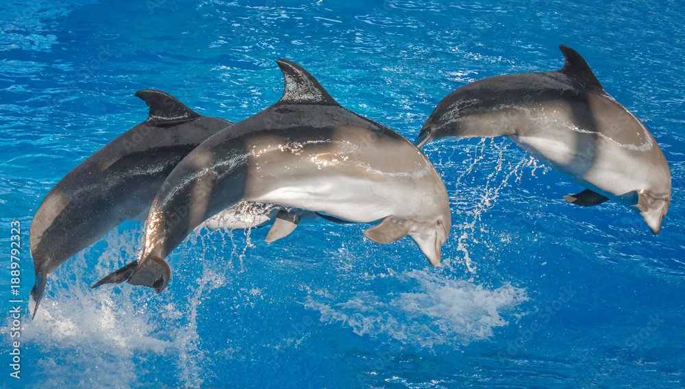 Fototapeta premium Dolphins performing at the dolphinarium in Sochi Adventure Park.