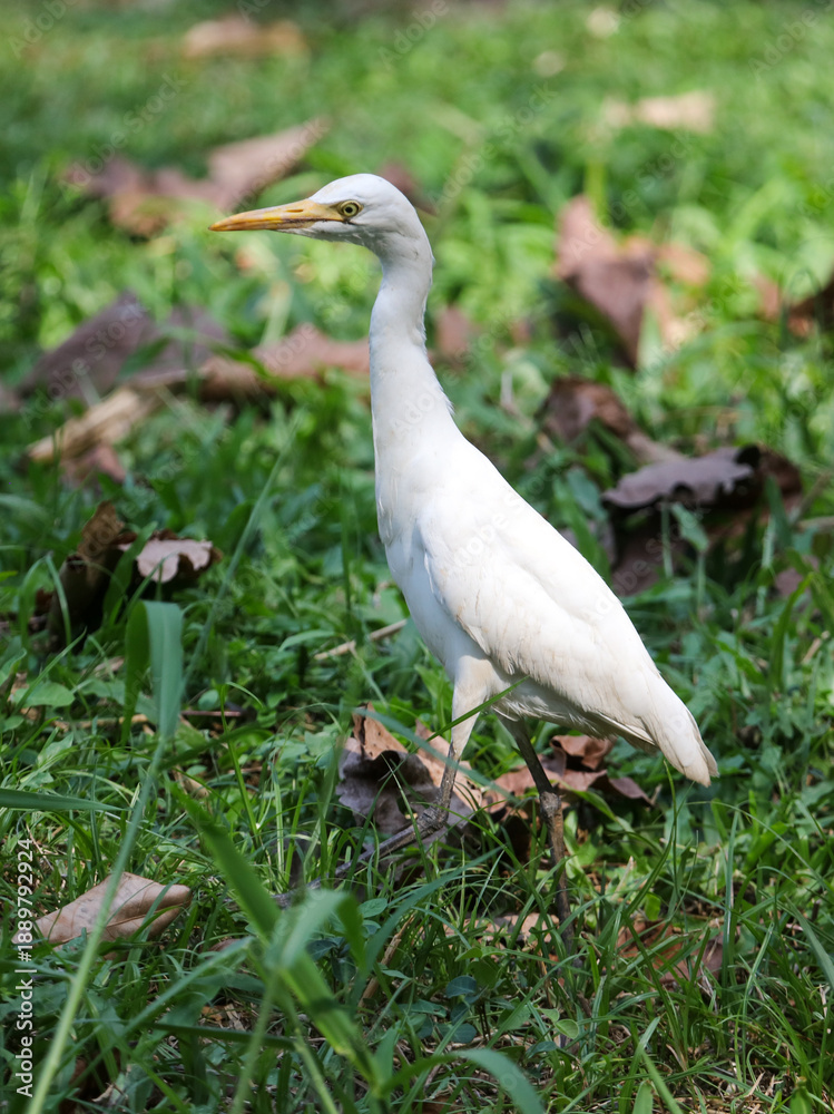 Fototapeta premium A white bird is standing in the grass