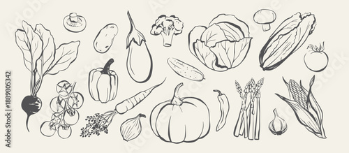 Fresh vegetables hand drawn collection, botanical line art garden veggies set, organic food sketches for menu and kitchen design