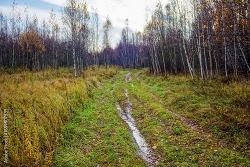dirt road through forest after heavy rain