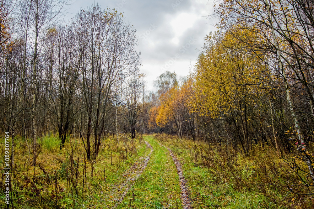 Fototapeta premium dirt road through forest after heavy rain