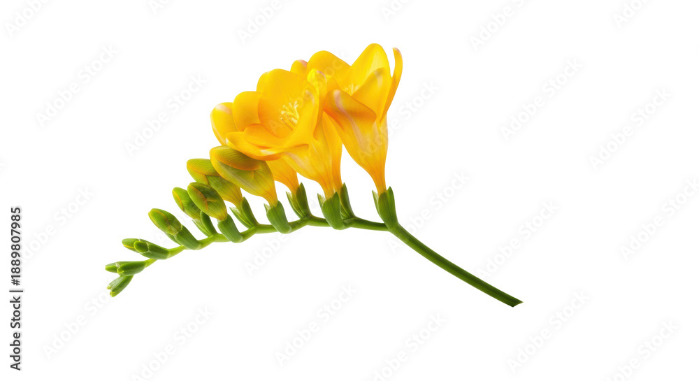 Fototapeta premium a single delicate sprig of fresh yellow freesia flowers and green buds, illuminated by soft high-key studio lighting, isolated on a transparent background. Sophisticated natural beauty concept