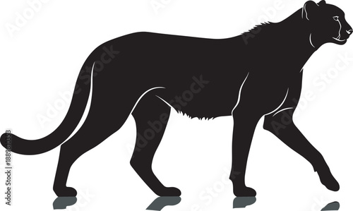 Black silhouette of a wild cheetah walking and stalking with reflection isolated on white background for wildlife nature safari and predator animal concepts.