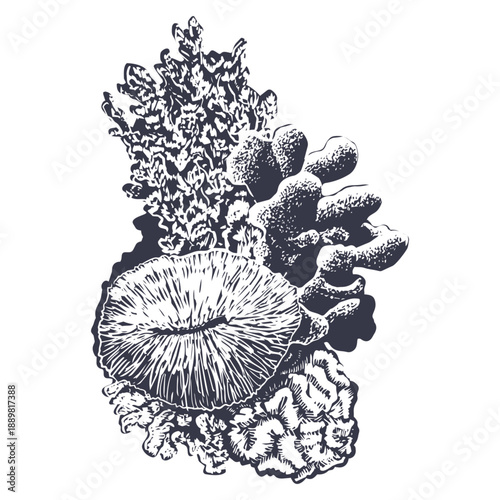 Coral reef vertical ink vector illustration. Realistic and detailed drawing of sea bottom nature for marine and nautical designs. Monochrome coastal hand drawn clipart. Engraved black and white sketch