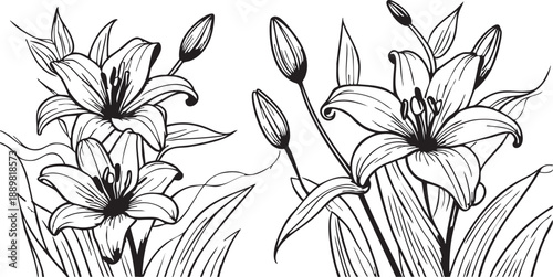 Lily flower vector illustration: floral outline, line art, coloring page eps silhouette