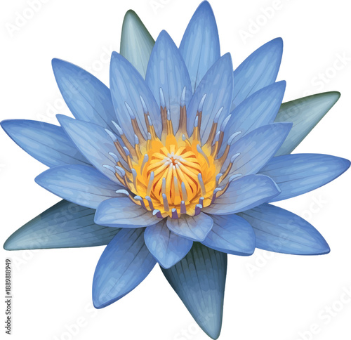 blue water lily flower lotus serene aquatic plant.