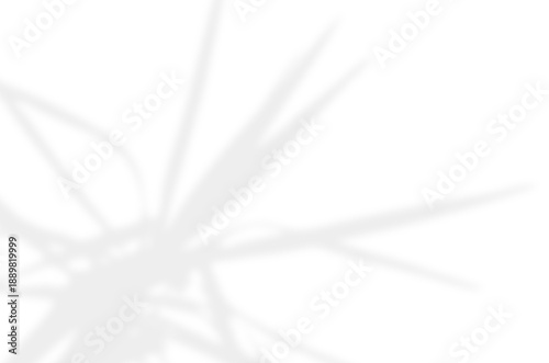 Shadow overlaying of houseplant on wall, summer abstract sunlight