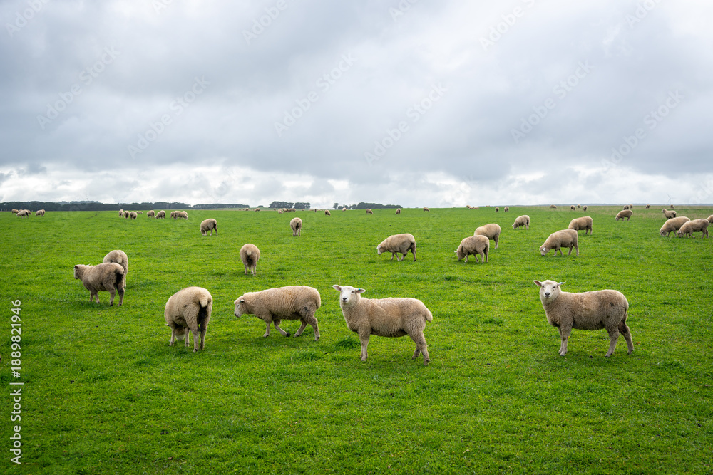Fototapeta premium Grazing sheep in a green field near Twelve Apostles, Great Ocean Road, Australia