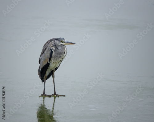 Winter survival: Grey heron standing still on ice in its natural habitat.