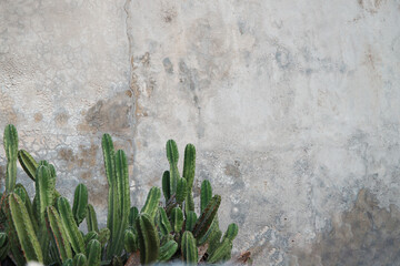 Gordijnen Cactus Groene cactus tegen witte muur  © Giannis