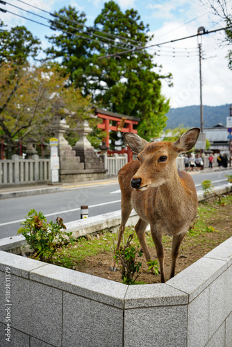 Nara Deer in front of Shrine, Streets of Nara City 