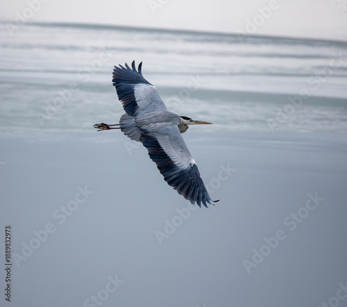 Grey heron (Ardea cinerea) flying over a frozen lake in winter.