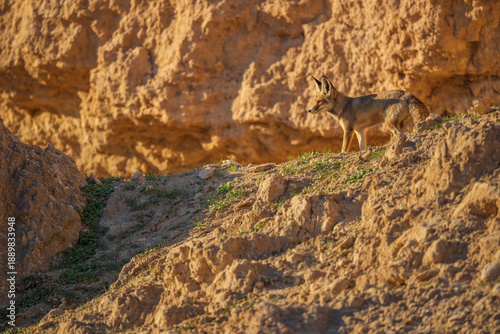 Foto Arabian Red Fox is standing on a rocky hillside in Kuwait desert