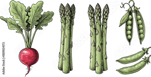 Hand drawn fresh vegetables illustration featuring radish asparagus and green peas isolated on white background organic food art set