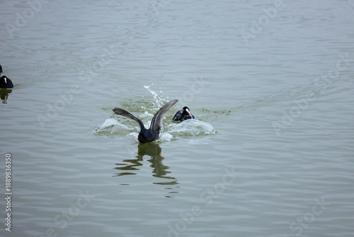 Eurasian coot (Fulica atra) playing and splashing water on a lake surface.