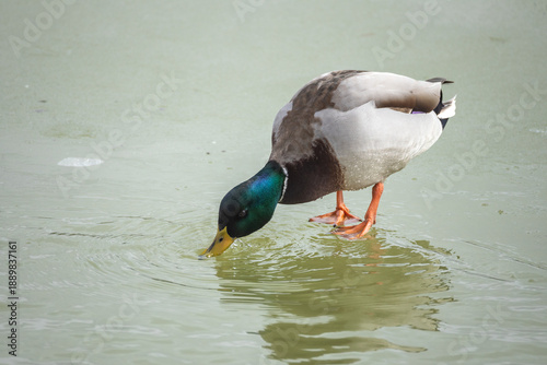 Male mallard duck (Anas platyrhynchos) swimming peacefully on a calm lake.