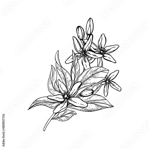 Blooming citrus flowers, buds, leaves on branch monochrome vector isolated illustration. Etching drawing of lemon, mandarin orange or pummelo blossoms for organic cosmetics, herbal tea label
