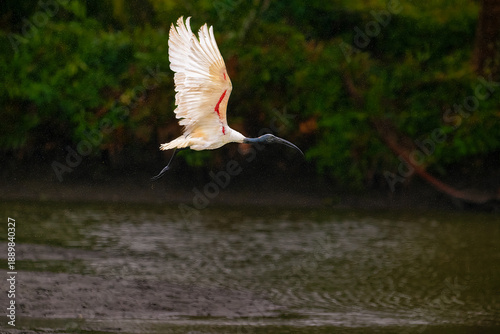 Quadro em tela Black headed ibis bird is flying over a body of water in rain