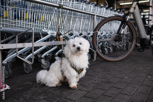 Cute small white dog Maltese type sitting obediently next to a row of shopping carts and a bicycle outside a store.
