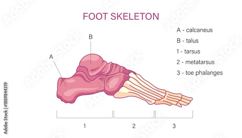 Labeled foot skeleton anatomy diagram with calcaneus talus tarsus metatarsus and toe phalanges medical illustration
