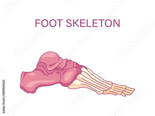 Foot skeleton anatomy lateral view illustration showing tarsus metatarsus and toe phalanges medical diagram
