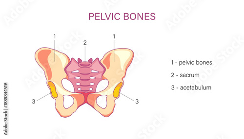 Labeled pelvic bones anatomy diagram with sacrum and acetabulum human medical illustration
