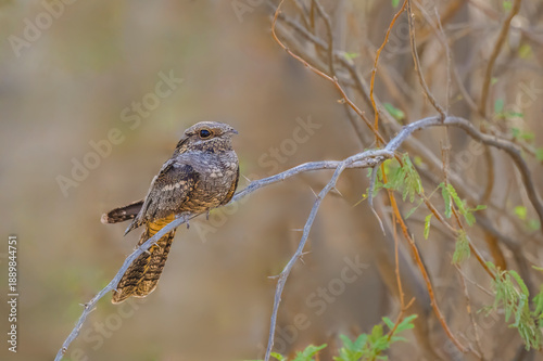 European Nightjar bird is sitting on dry tree branch. The bird is brown and has a long tail. Bird simply sitting in the sand. Night jar camouflaged.