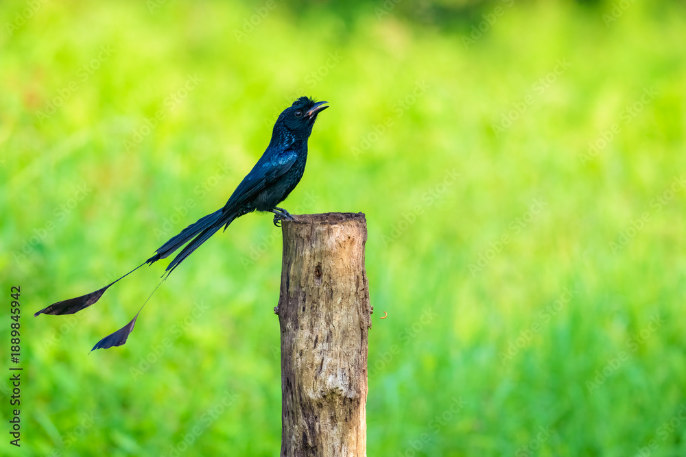 Obraz premium Greater racket tailed drongo bird with a black head is perched on a branch. The bird is looking to the camera and eating.