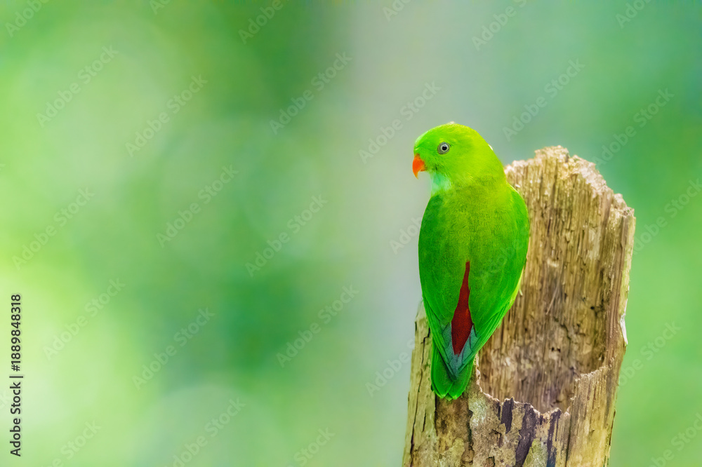 Fototapeta premium vernal hanging parrot is perched on a tree branch. The bird is looking to the right. The scene is peaceful and serene
