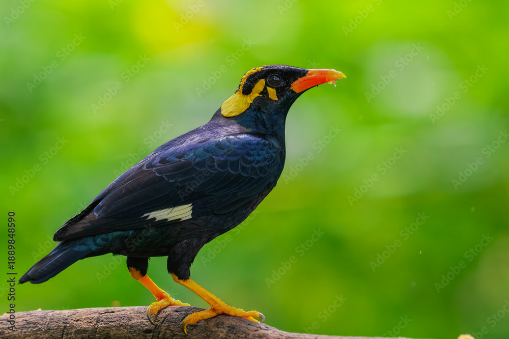 Fototapeta premium Southern Hill Myna, bird with yellow beak and yellow feet stands on a branch. The bird is looking to the right