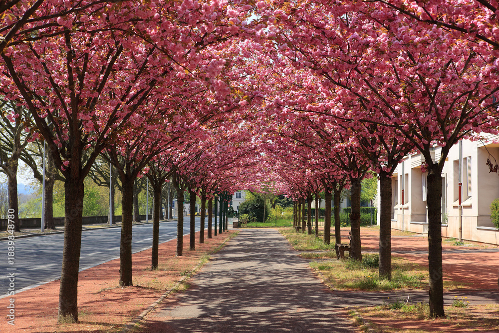 Fototapeta premium Cerisier à fleurs du japon et annonce du printemps
