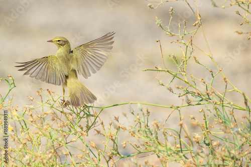 A willow warbler bird is flying in the air above some dried up plants. The bird is small and brown