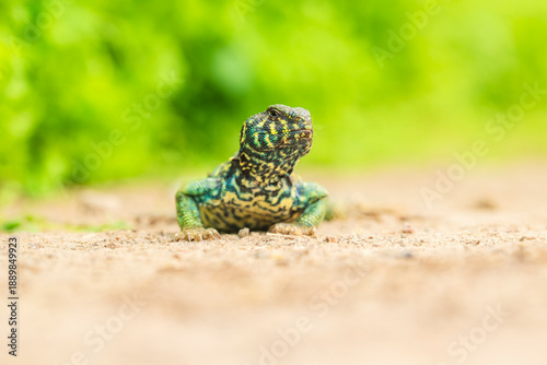 A lizard is laying on the ground in front of a green background. The lizard is green and yellow with black spots