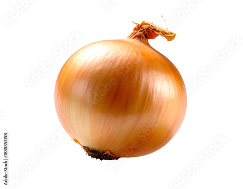Yellow onion bulb, whole and raw, transparent background