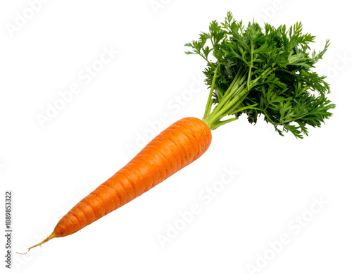 Fresh orange carrot with green leaves and transparent background