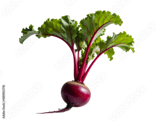 Fresh beetroot with green leaves on transparent background