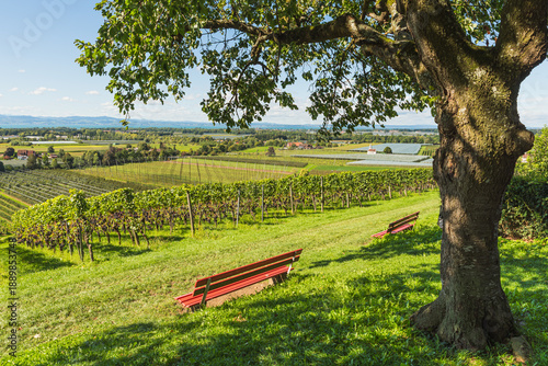 Quadro su tela Red benches overlooking vineyards and orchards at Lake Constance, Kressbronn, Ba