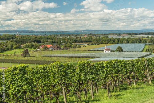 Fotografija Panoramic view of vineyards and fruit plantations on Lake Constance, Kressbronn,