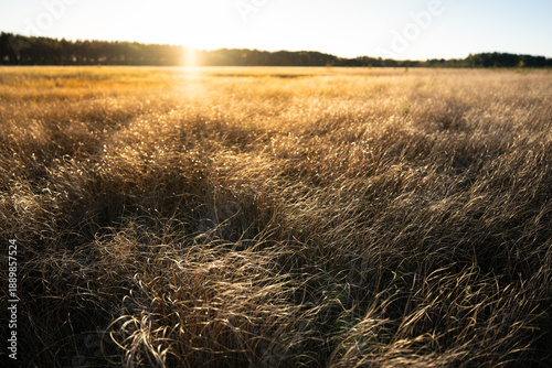 Obraz na plátně Landscape of autumn wild national park wetland with sun rays shining over field with high dry grass at sunset
