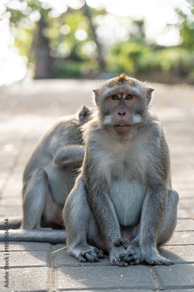 Fototapeta premium mother and baby monkey 