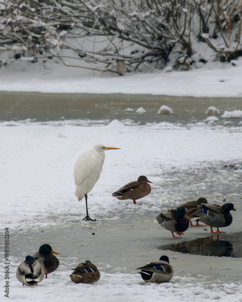 Obraz premium A white heron and a flock of mallards rest on the snow-covered edge of the ice near the water. A tranquil winter scene, capturing the peaceful coexistence of different bird species in their natural ha