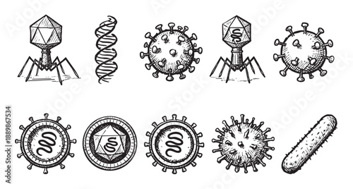 Hand-drawn sketches illustrating different virus structures, including bacteriophages, DNA, and spherical viruses, with detailed textures and black ink on a white surface.