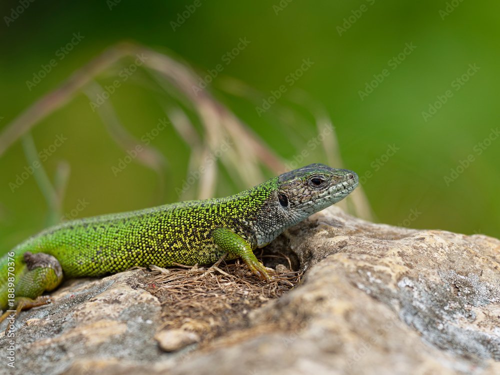 Fototapeta premium Smaragdeidechse, Östliche Smaragdeidechse, Lacerta viridis