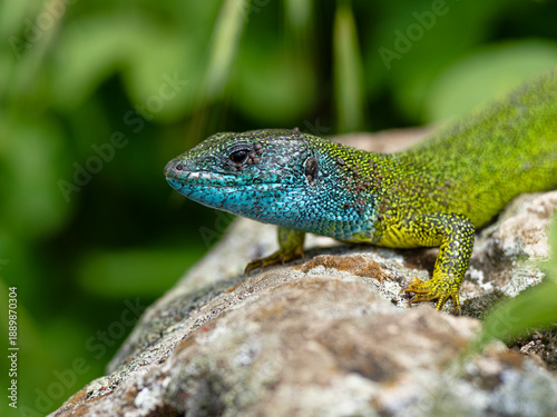 Smaragdeidechse, Östliche Smaragdeidechse, Lacerta viridis