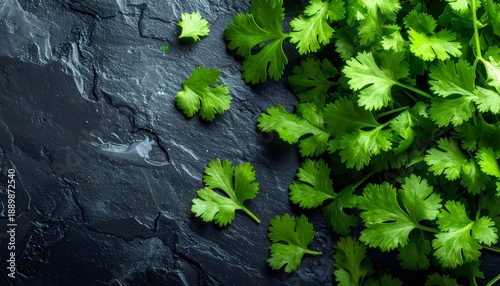 Fresh green cilantro leaves scattering on dark background